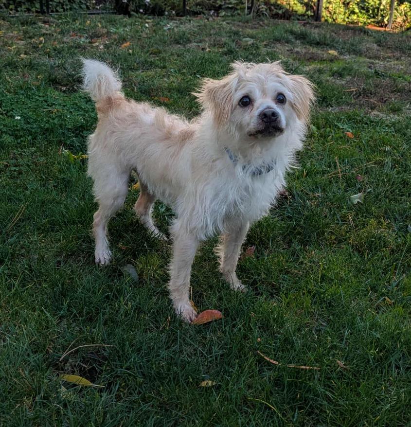 Peter, adopted, Adult Male Terrier.