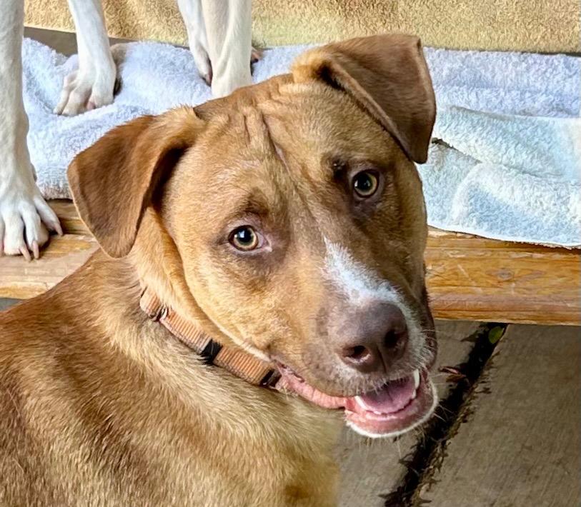 Enlarge Boswell, a Adoptable mixed breed in Cottonwood, AZ image 1/6