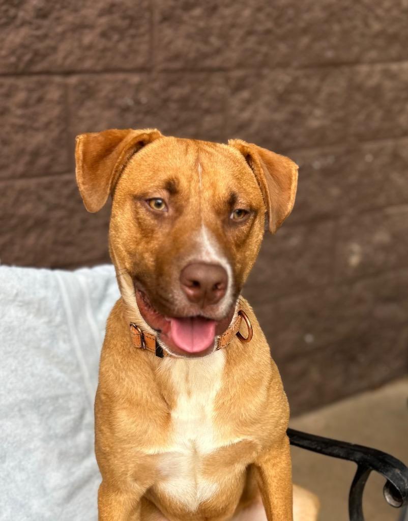 Boswell, a Adoptable mixed breed in Cottonwood, AZ image 3/6
