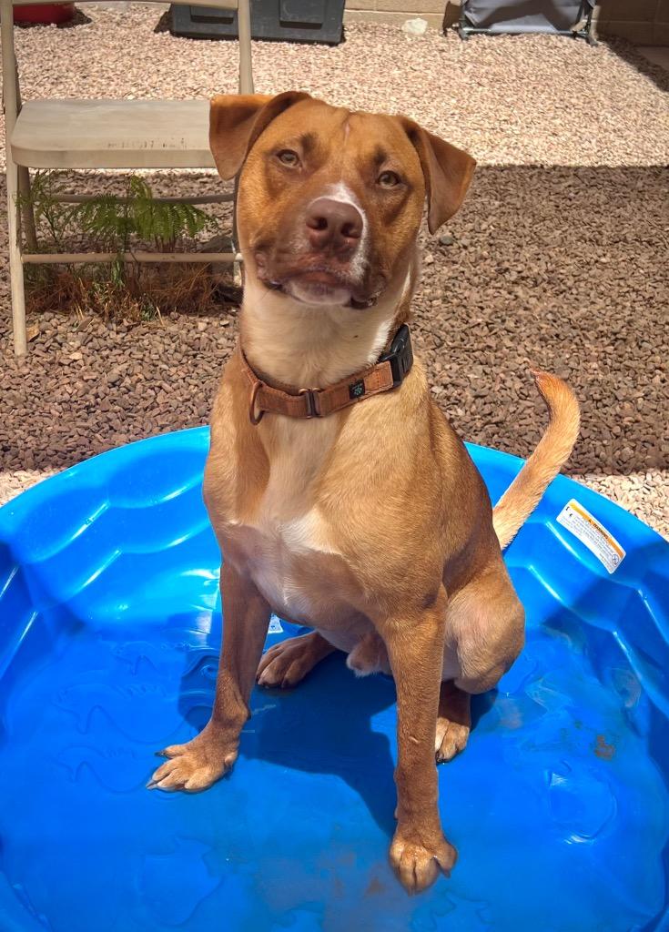 Boswell, a Adoptable mixed breed in Cottonwood, AZ image 2/6