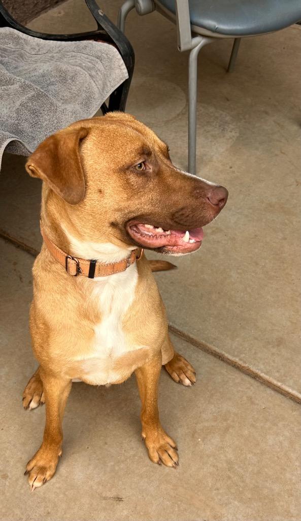 Enlarge Boswell, a Adoptable mixed breed in Cottonwood, AZ image 2/6