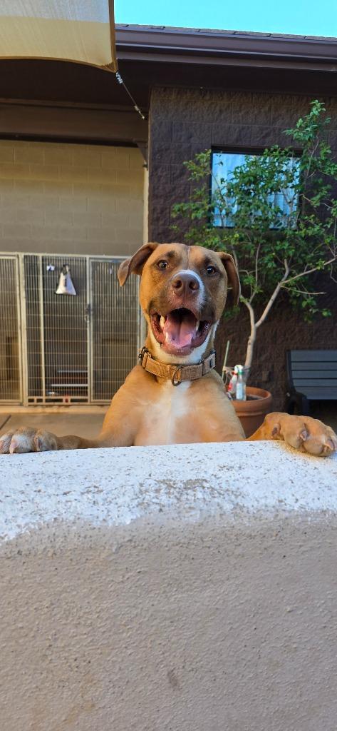 Boswell, a Adoptable mixed breed in Cottonwood, AZ image 4/6