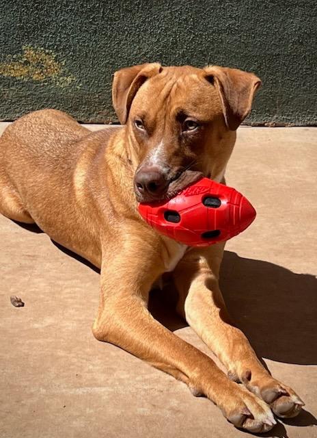 Enlarge Boswell, a Adoptable mixed breed in Cottonwood, AZ image 3/6