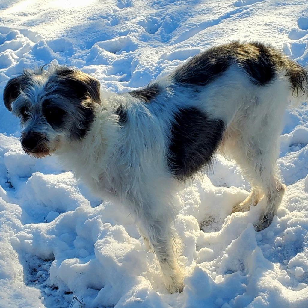 Wes, a Adoptable Border Collie in Gulfport, MS image 1/6