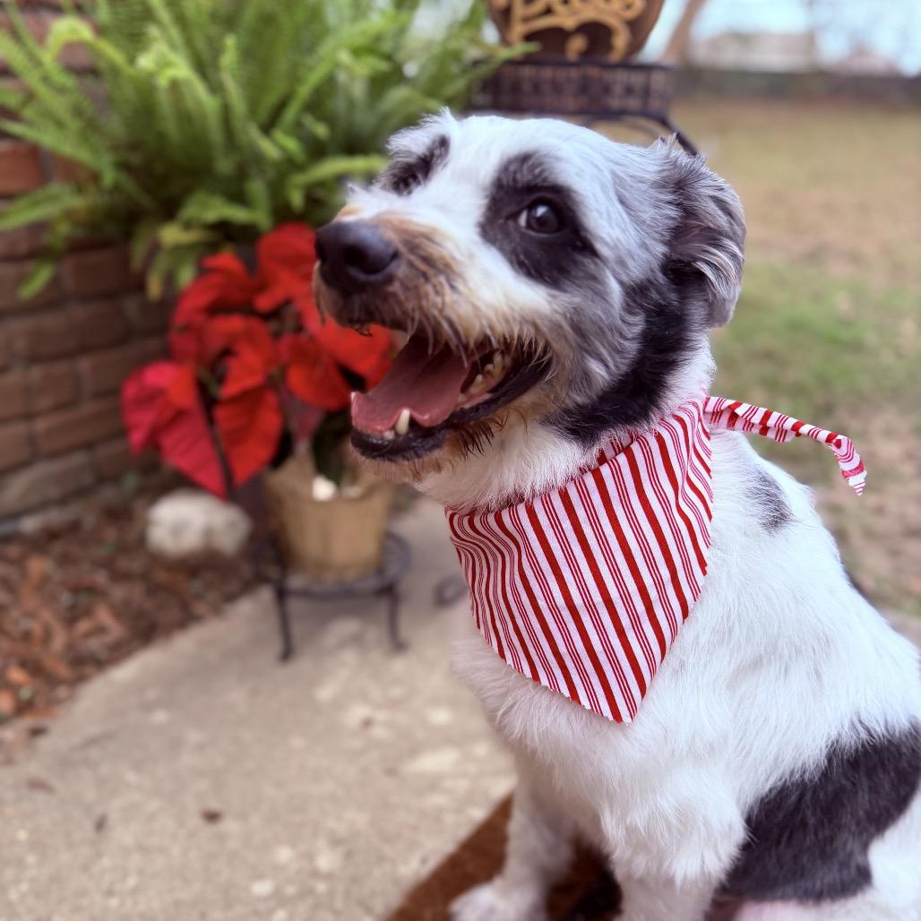 Wes, a Adoptable Border Collie in Gulfport, MS image 2/6