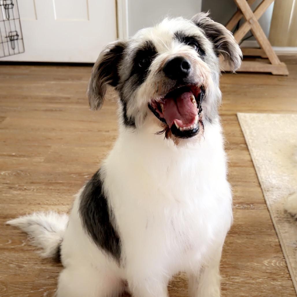 Wes, a Adoptable Border Collie in Gulfport, MS image 3/6