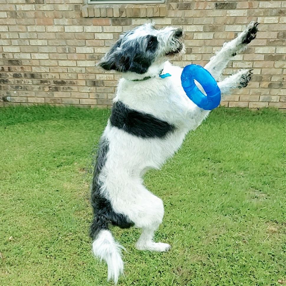Wes, a Adoptable Border Collie in Gulfport, MS image 4/6