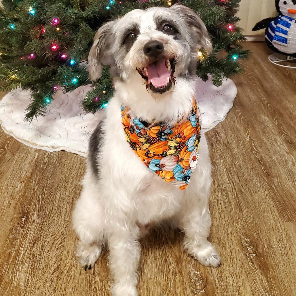 Wes, a Adoptable Border Collie in Gulfport, MS image 5/6