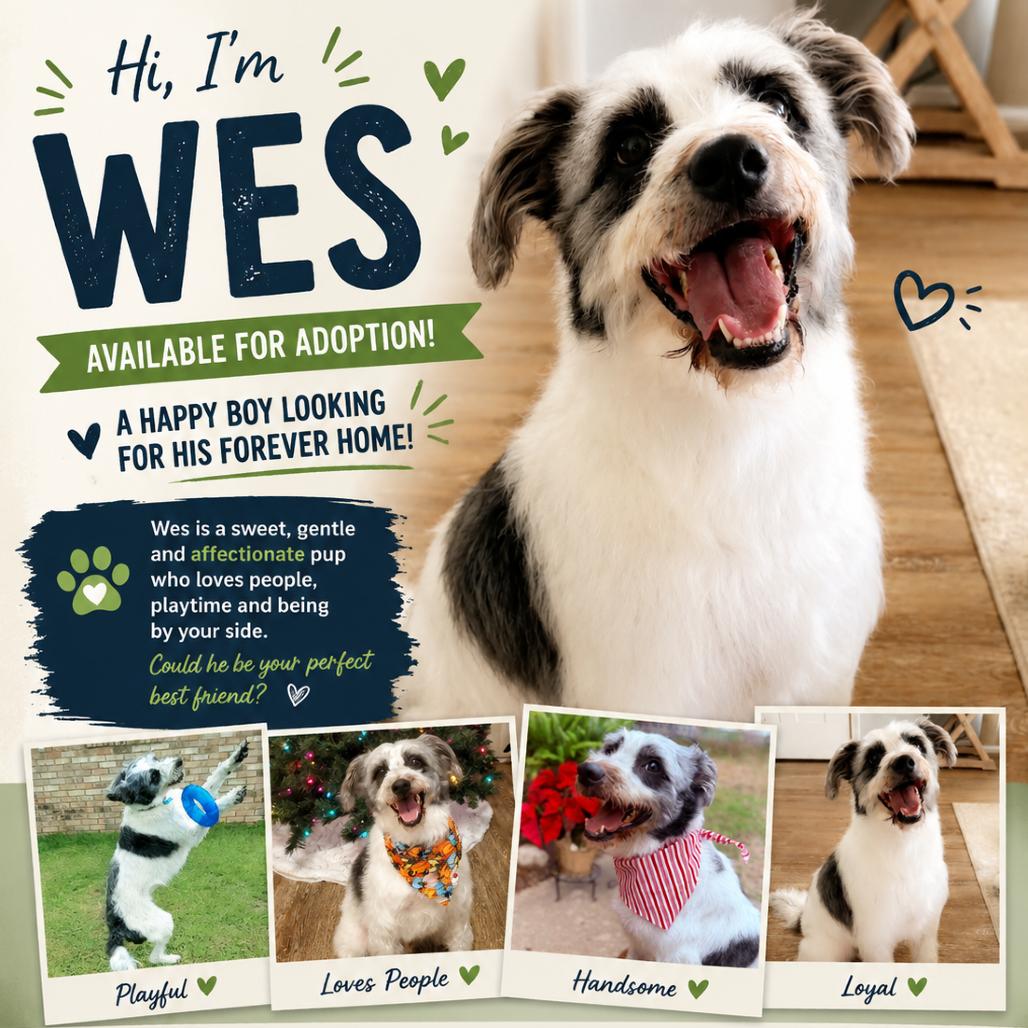 Wes, a Adoptable Border Collie in Gulfport, MS image 6/6