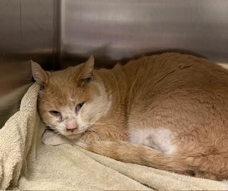 Enlarge Franklin , a ADOPTABLE Domestic Short Hair in Liberty, MO image 2/2