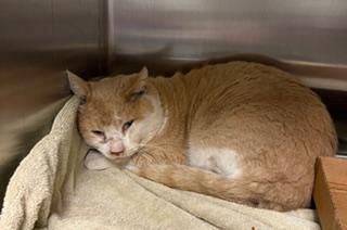 Franklin , ADOPTABLE, Adult Male Domestic Short Hair.