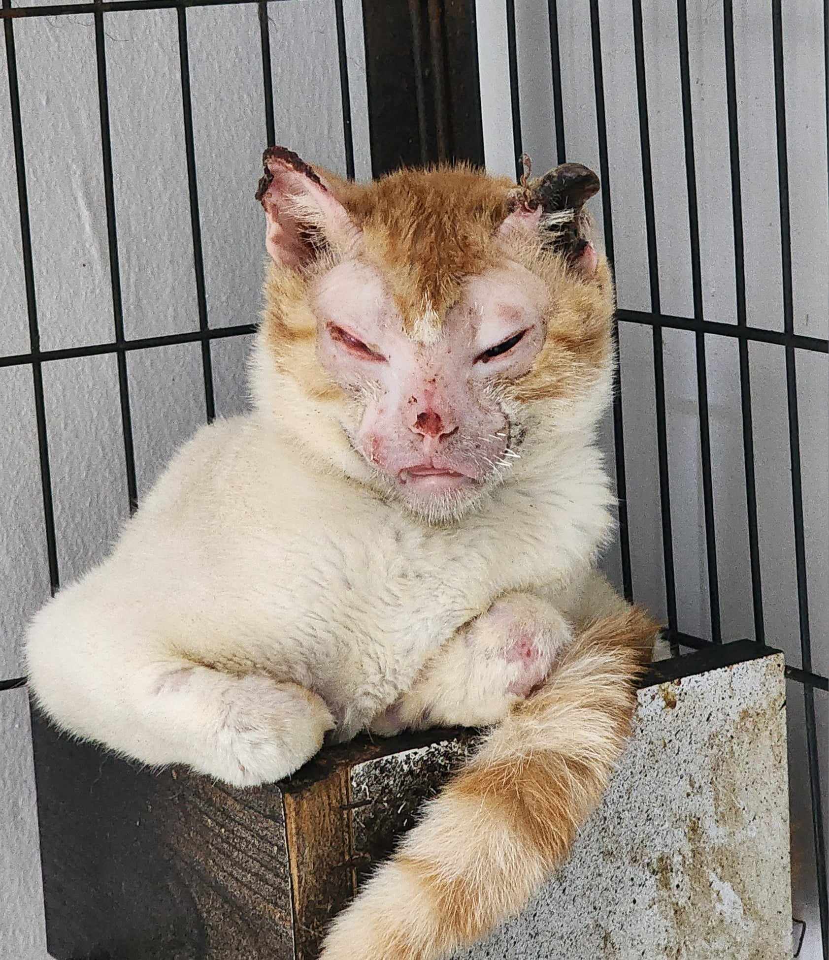 Enlarge Charlie, a Adopted Domestic Short Hair in New York, NY image 1/4