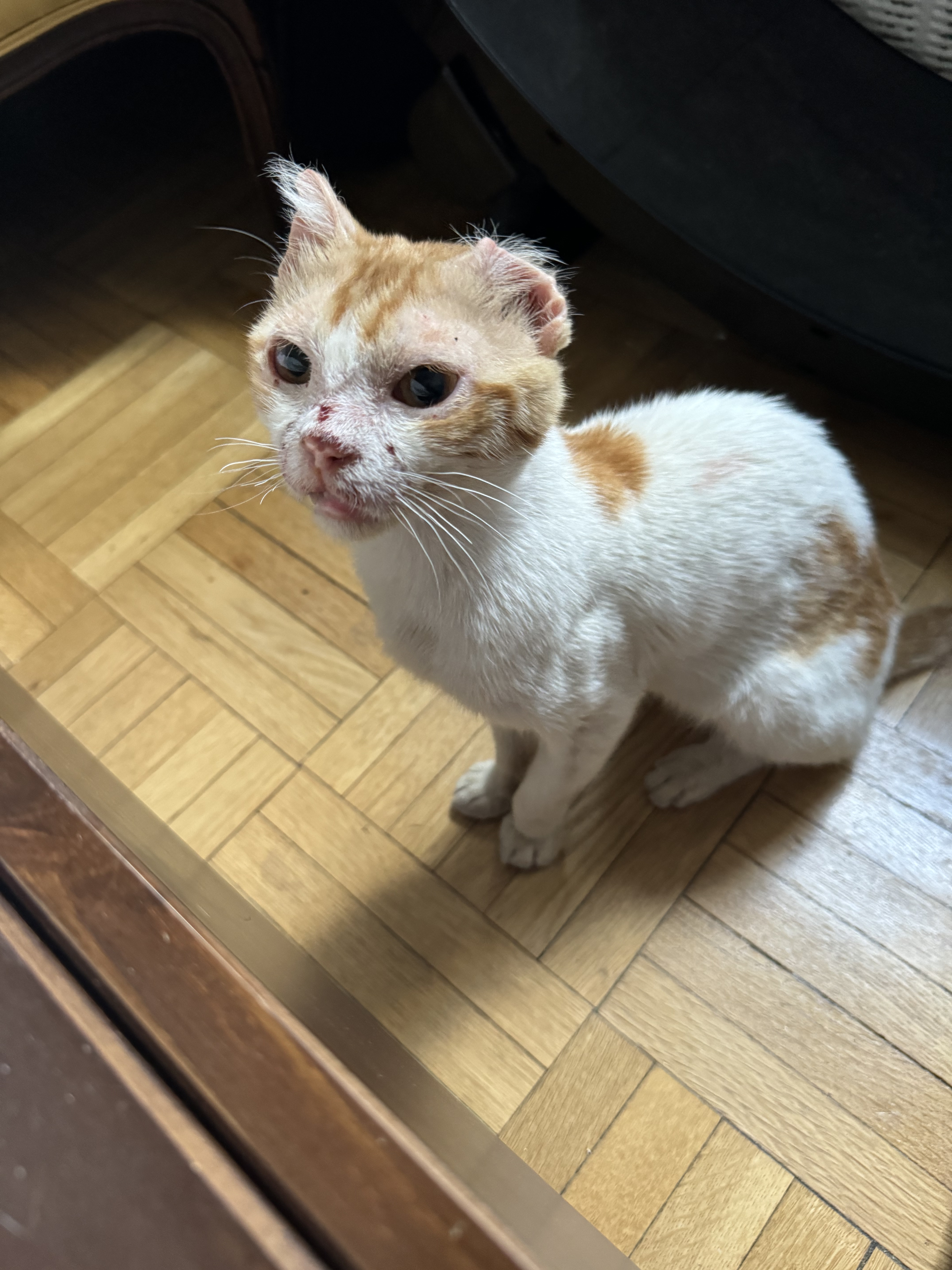 Enlarge Charlie, a Adopted Domestic Short Hair in New York, NY image 2/4