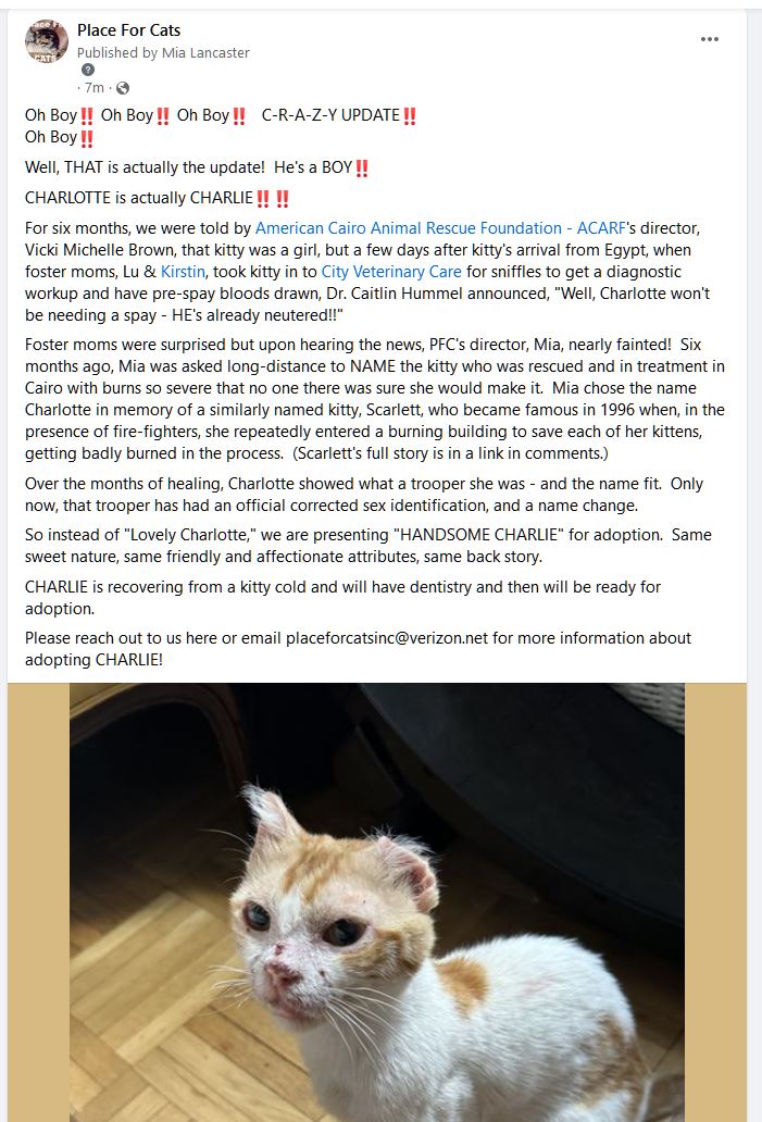 Enlarge Charlie, a Adopted Domestic Short Hair in New York, NY image 3/4