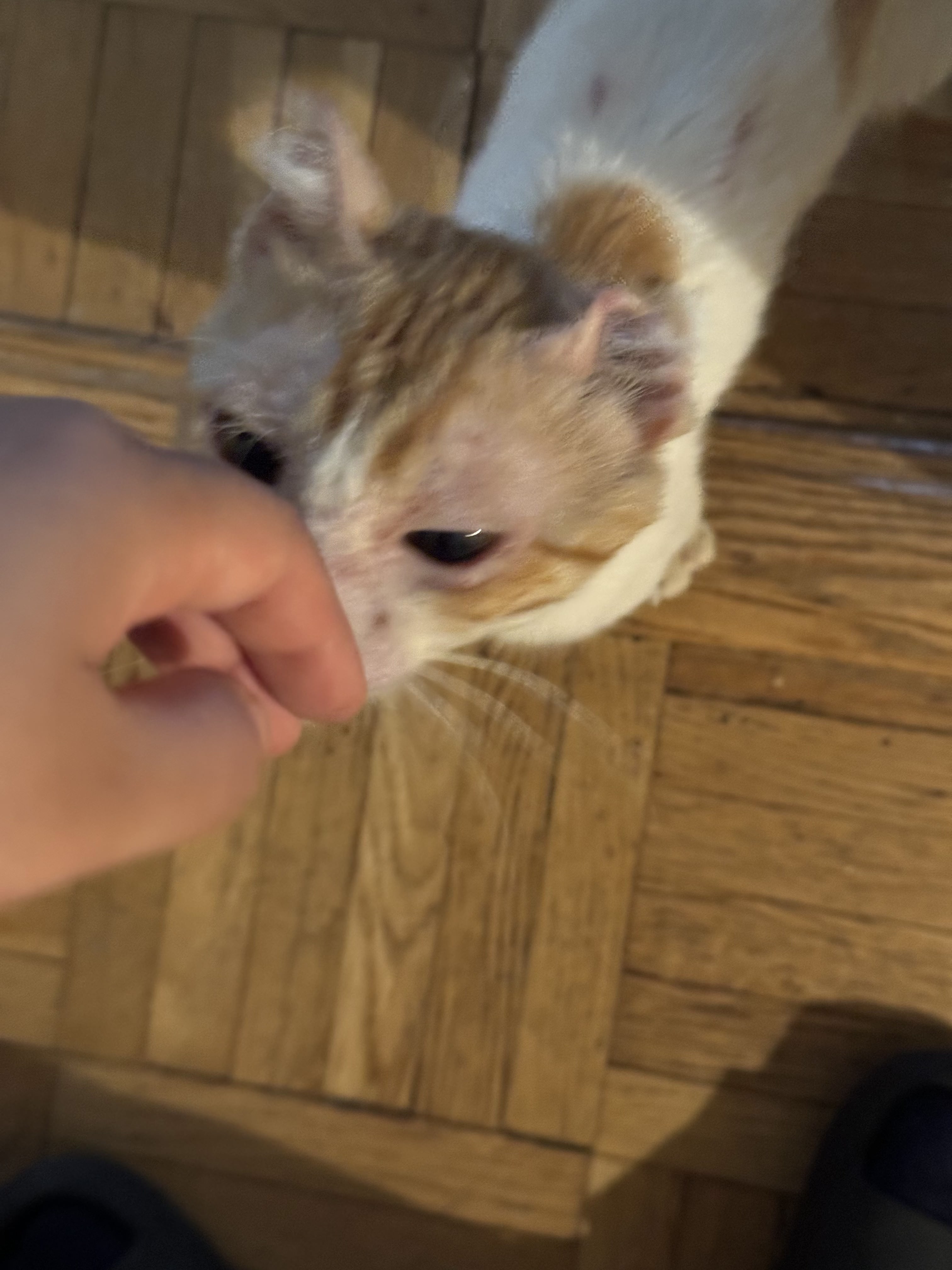 Enlarge Charlie, a Adopted Domestic Short Hair in New York, NY image 4/4