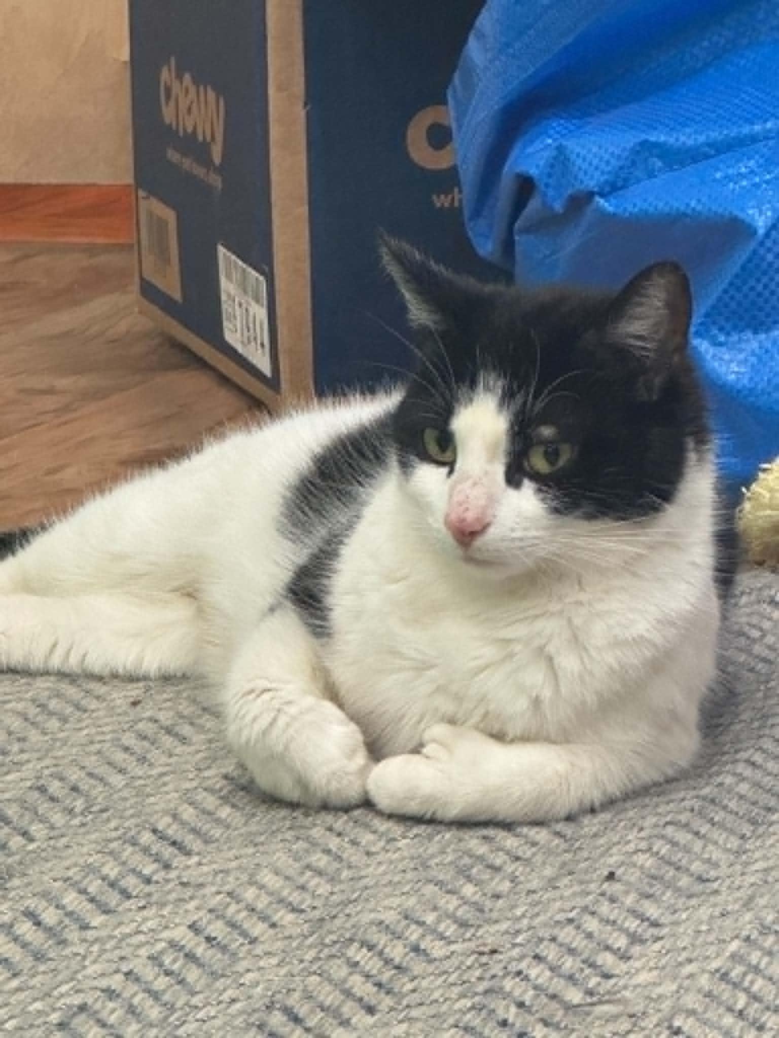 May- CT RESIDENTS ONLY, a ADOPTABLE Domestic Short Hair in Norwich, CT image 4/4