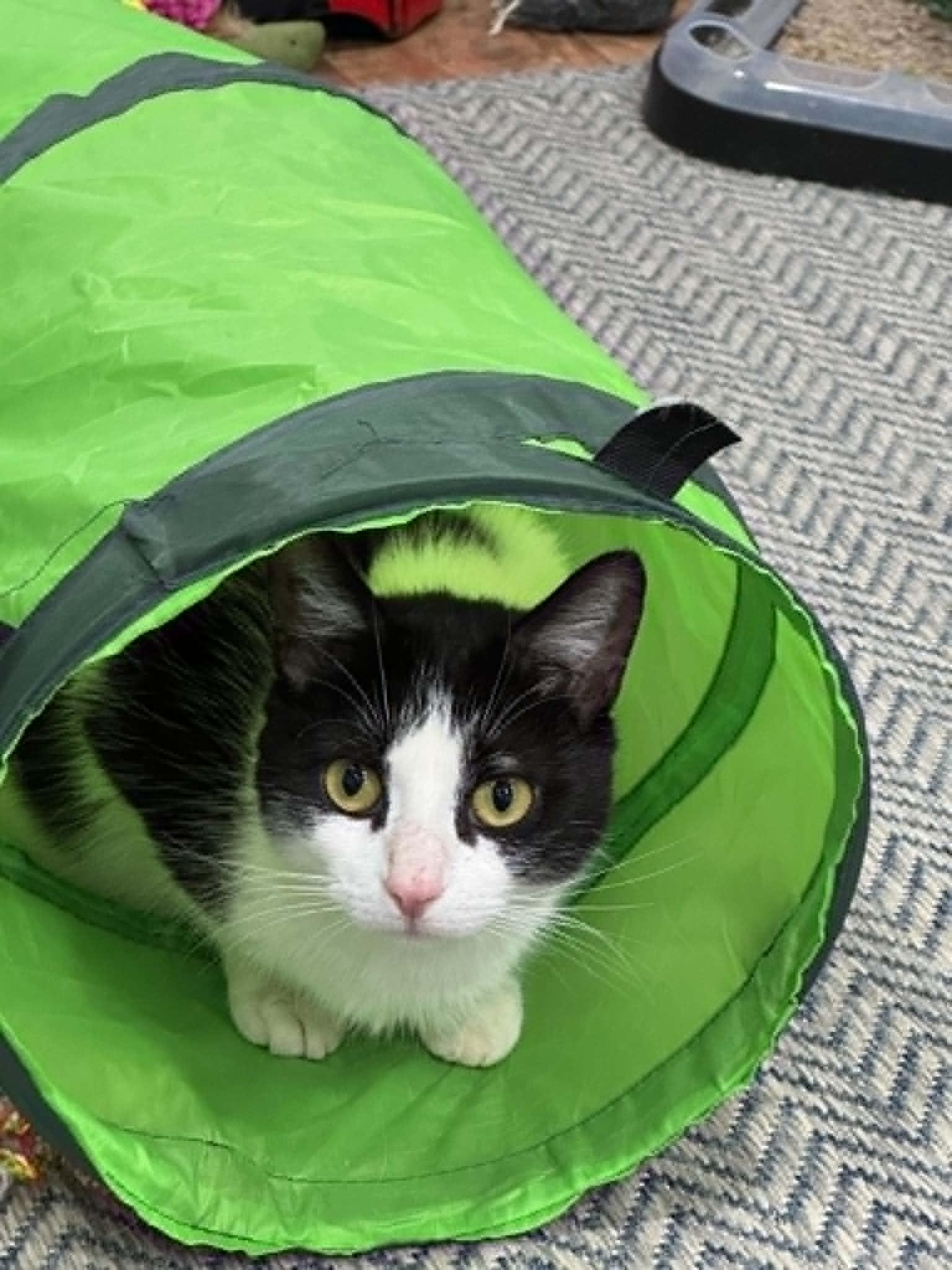 May- CT RESIDENTS ONLY, a ADOPTABLE Domestic Short Hair in Norwich, CT image 3/4
