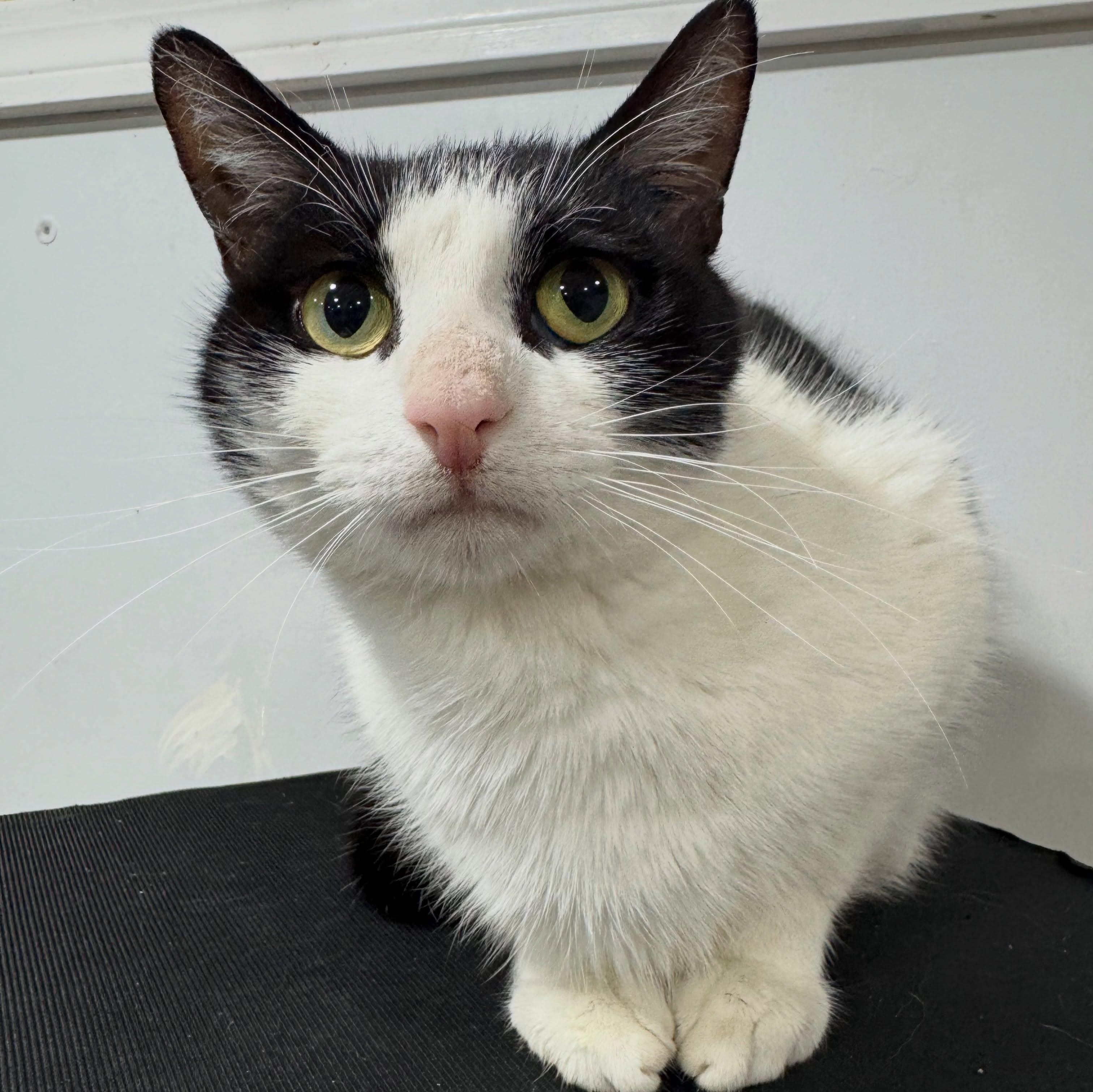 May- CT RESIDENTS ONLY, a ADOPTABLE Domestic Short Hair in Norwich, CT image 2/4