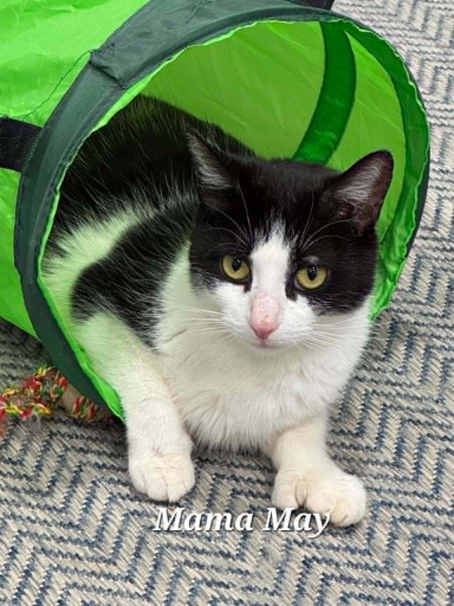 May- CT RESIDENTS ONLY, ADOPTABLE, Adult Female Domestic Short Hair.
