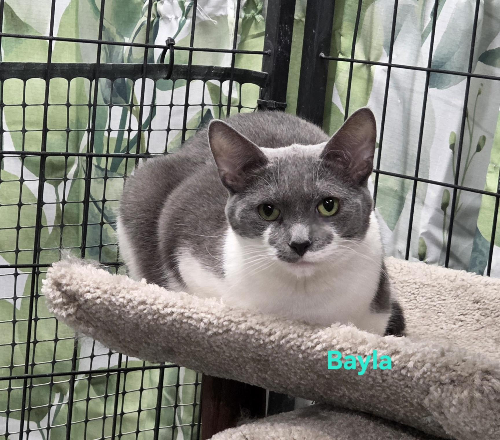 Enlarge Bayla, a Adoptable Domestic Short Hair in Whitewater, WI image 6/6