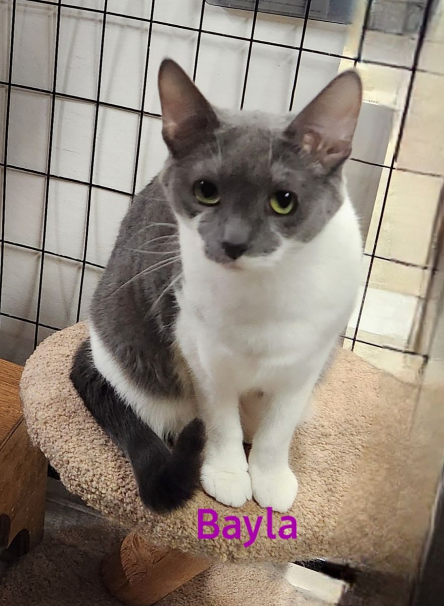 Bayla, a Adoptable Domestic Short Hair in Whitewater, WI image 2/3