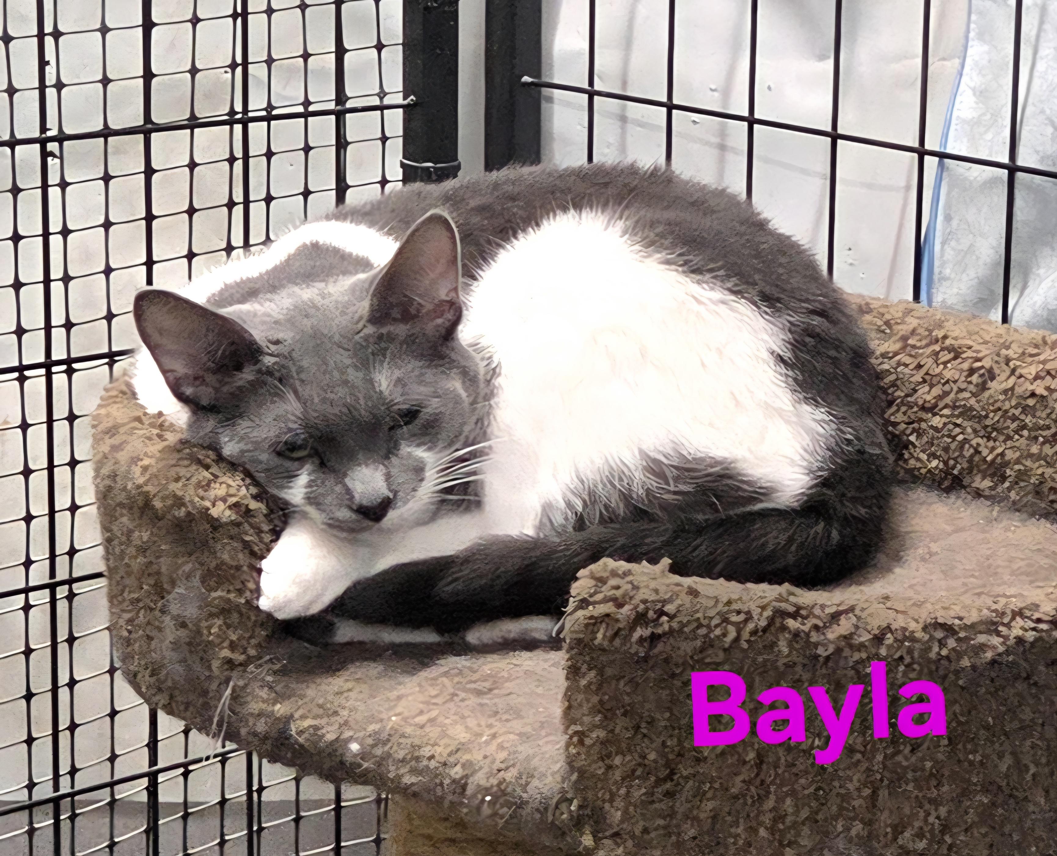 Enlarge Bayla, a Adoptable Domestic Short Hair in Whitewater, WI image 1/6
