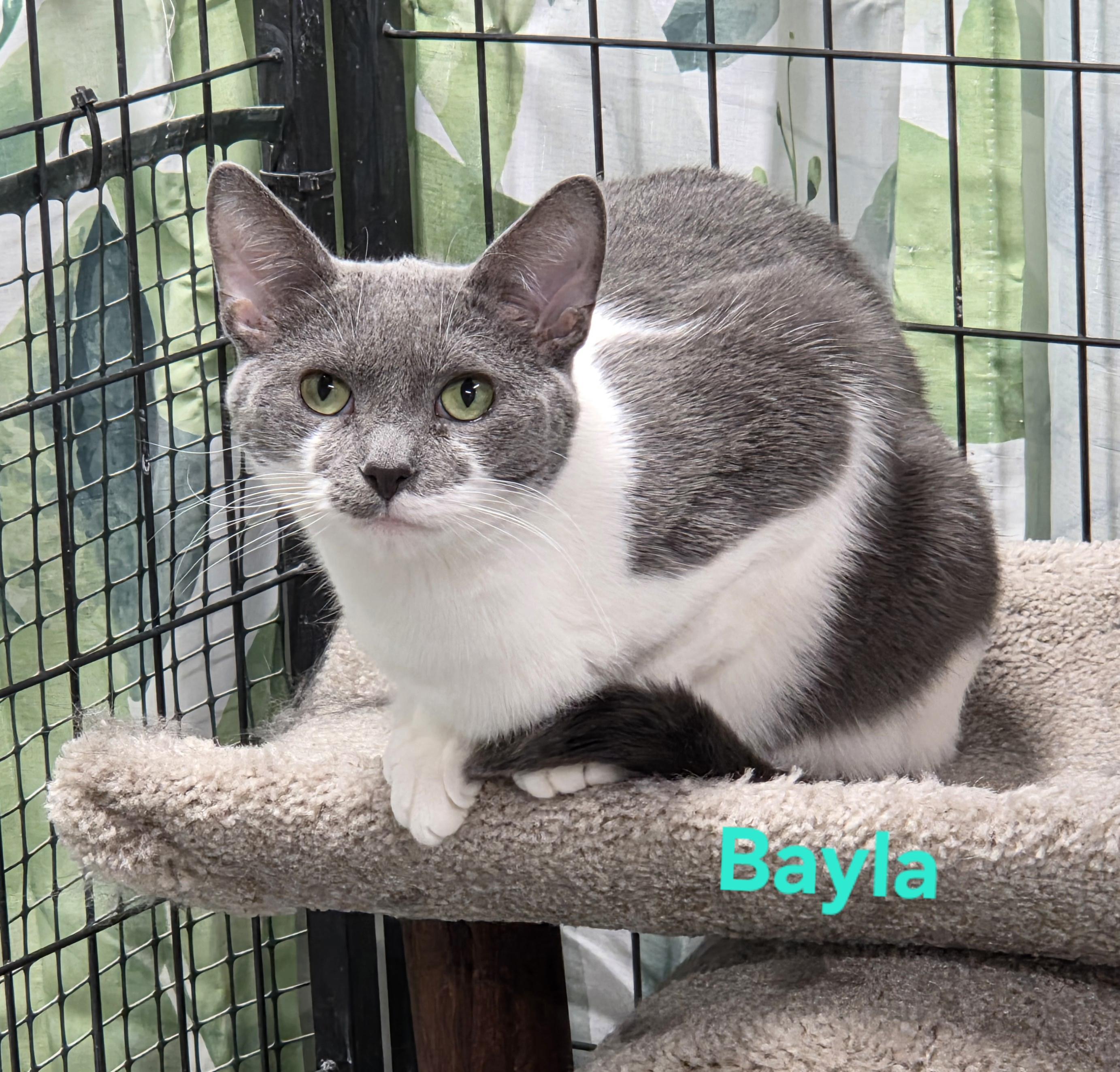 Bayla, Adoptable, Young Female Domestic Short Hair.