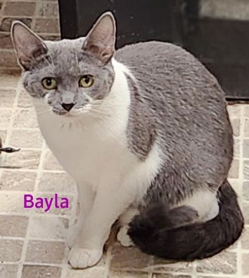 Bayla, a Adoptable Domestic Short Hair in Whitewater, WI image 3/3