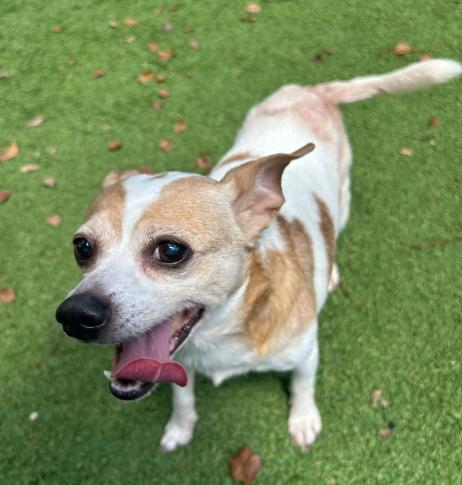 Bowie, a ADOPTABLE Chihuahua in Palm Harbor, FL image 5/5