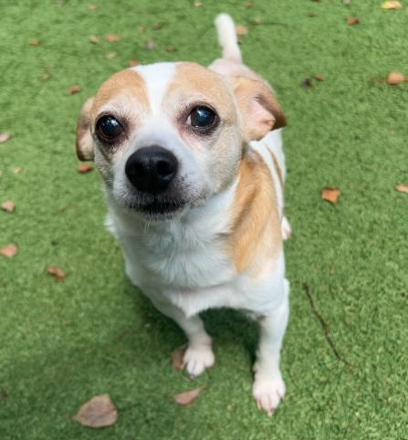 Bowie, a ADOPTABLE Chihuahua in Palm Harbor, FL image 3/5