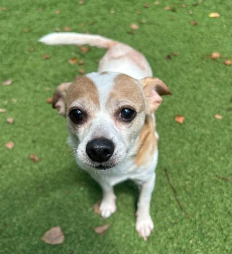 Bowie, a ADOPTABLE Chihuahua in Palm Harbor, FL image 2/5