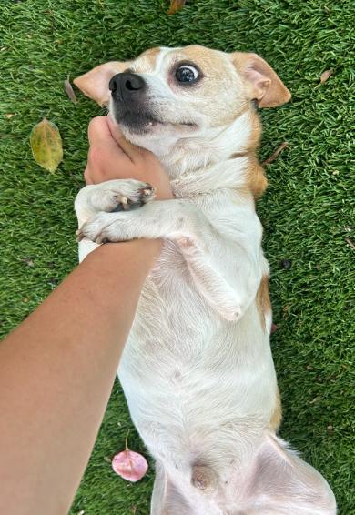 Bowie, a ADOPTABLE Chihuahua in Palm Harbor, FL image 4/5