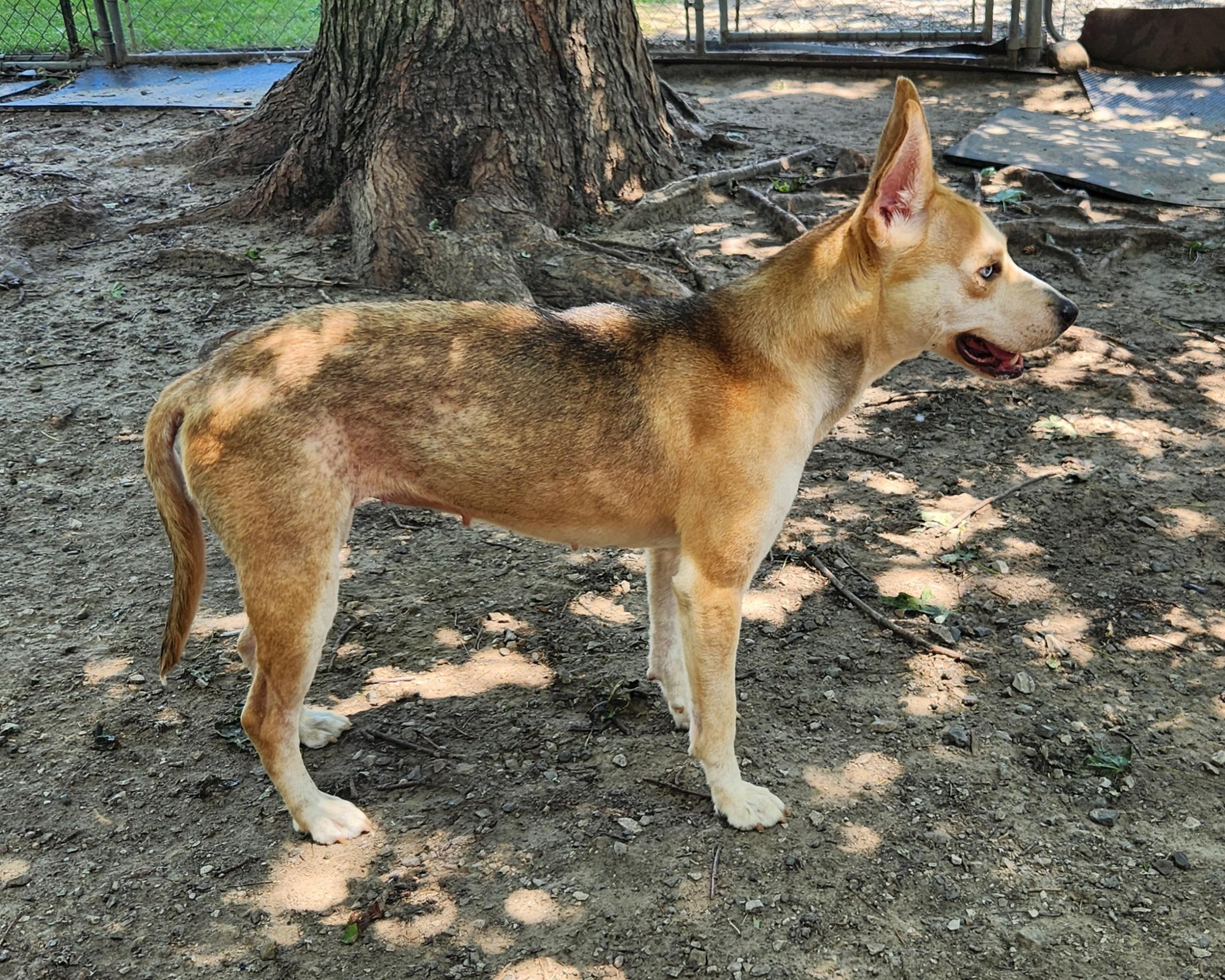 Sahara, a ADOPTABLE mixed breed in Liberty Center, OH image 6/6