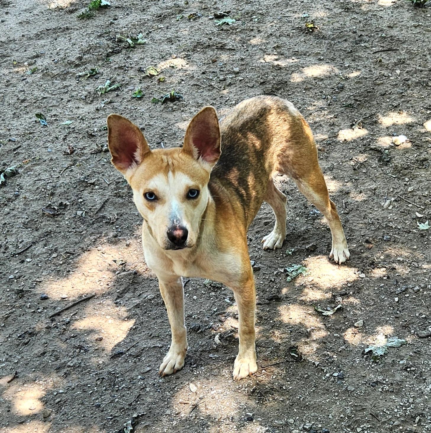 Sahara, ADOPTABLE, Young Female Siberian Husky.
