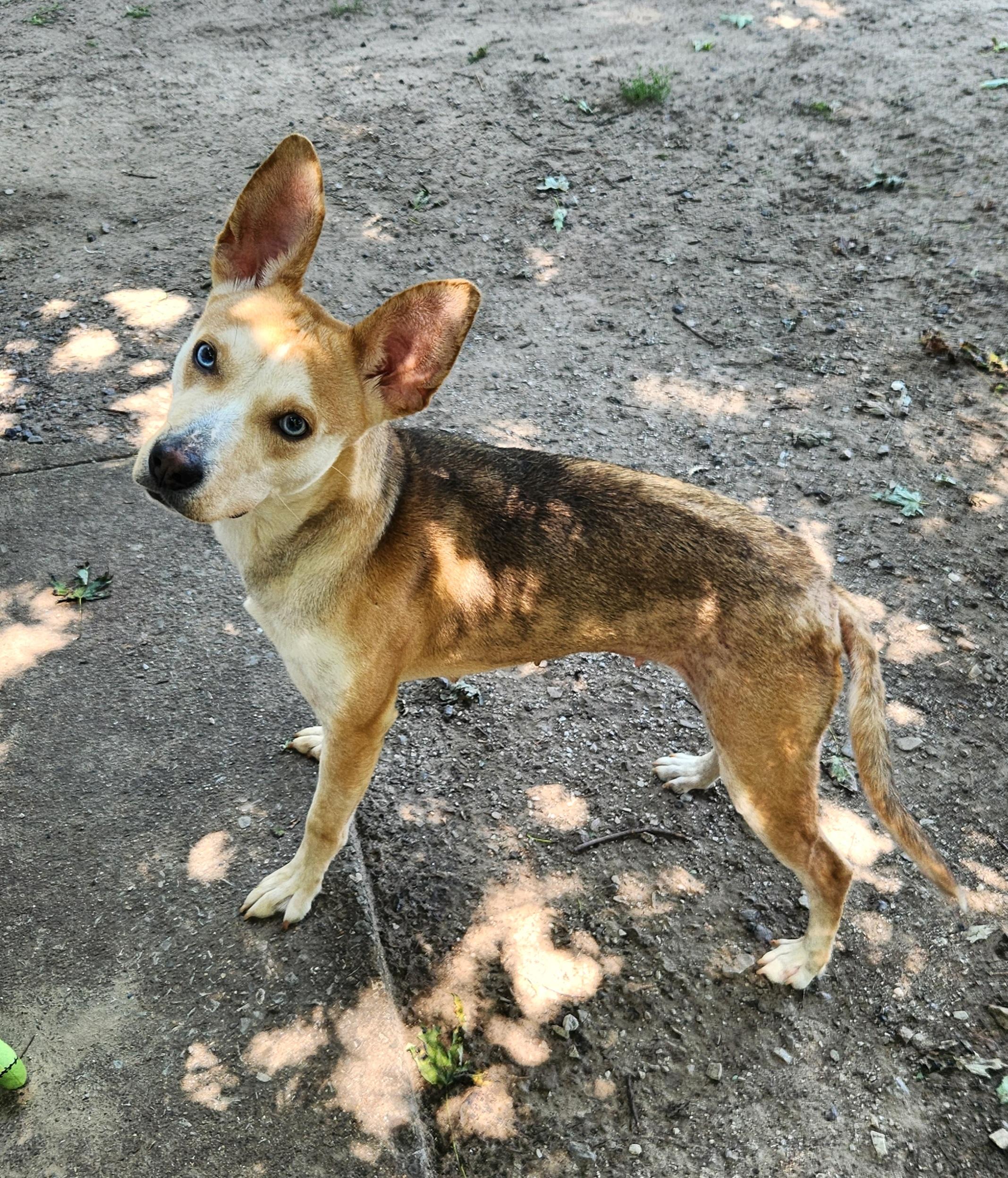 Sahara, a ADOPTABLE mixed breed in Liberty Center, OH image 2/6