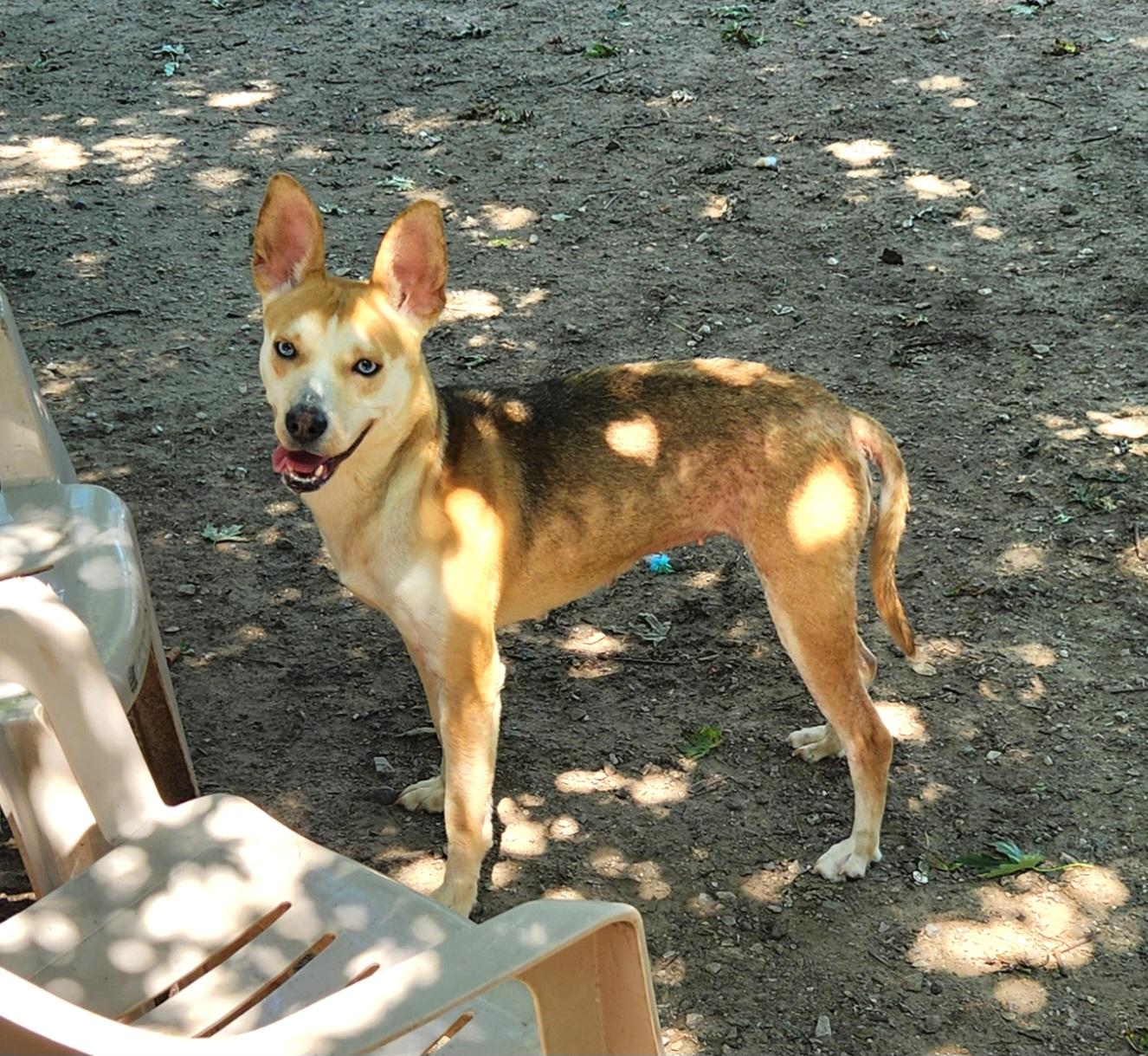 Sahara, a ADOPTABLE mixed breed in Liberty Center, OH image 3/6
