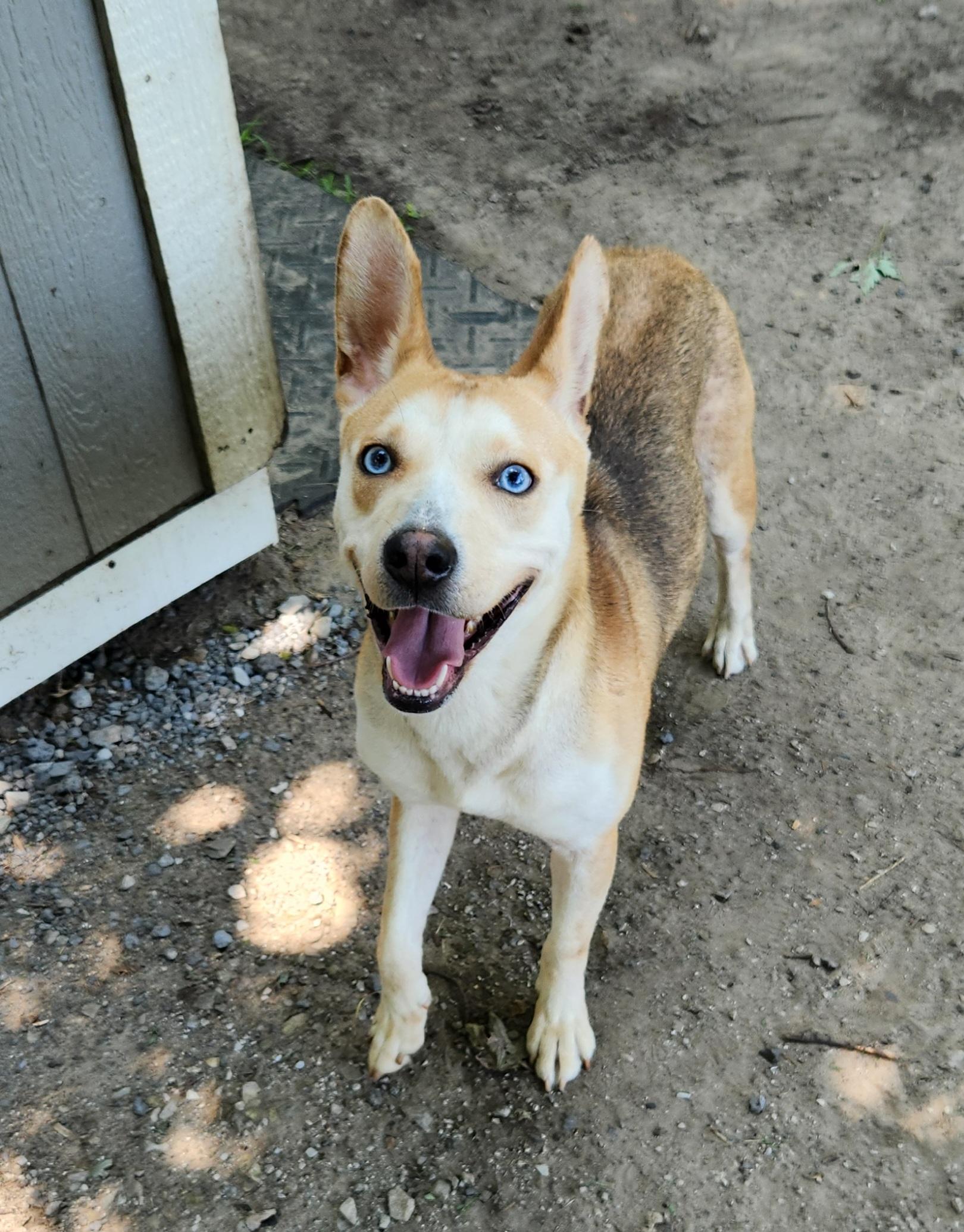 Sahara, a ADOPTABLE mixed breed in Liberty Center, OH image 5/6