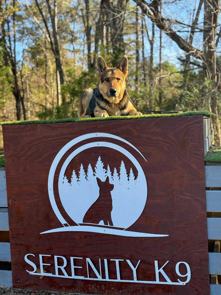 Kakashi, Adoptable, Adult Male German Shepherd Dog.