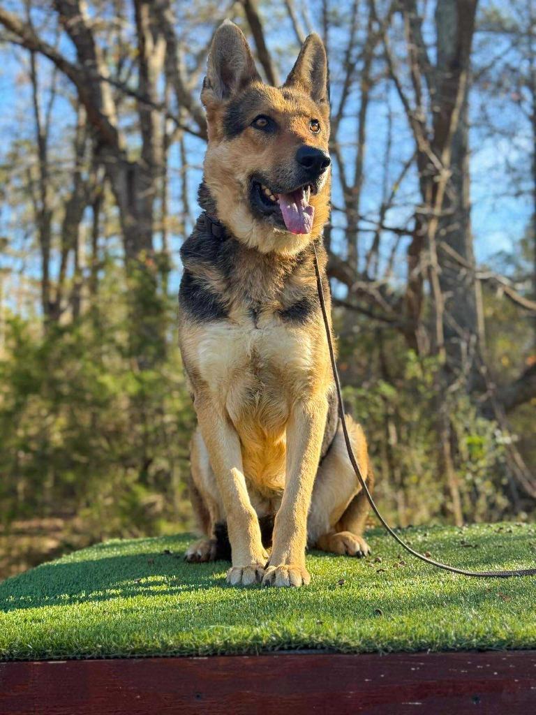 Enlarge Kakashi, a Adoptable German Shepherd Dog in Macon, GA image 3/6