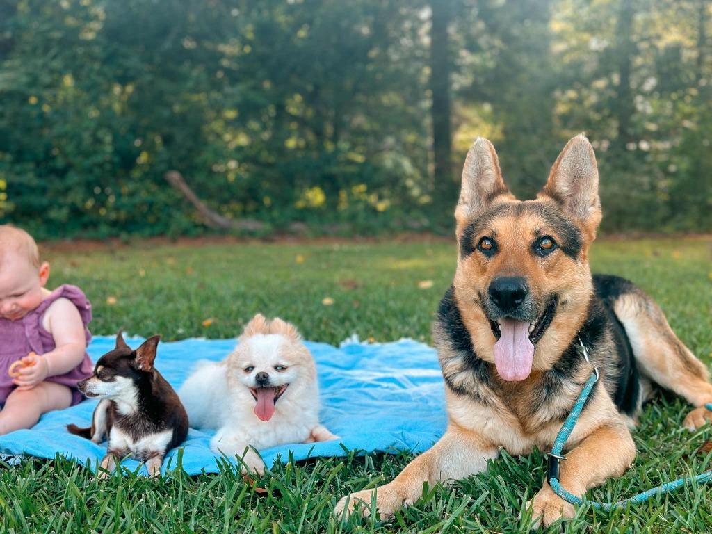 Enlarge Kakashi, a Adoptable German Shepherd Dog in Macon, GA image 4/6