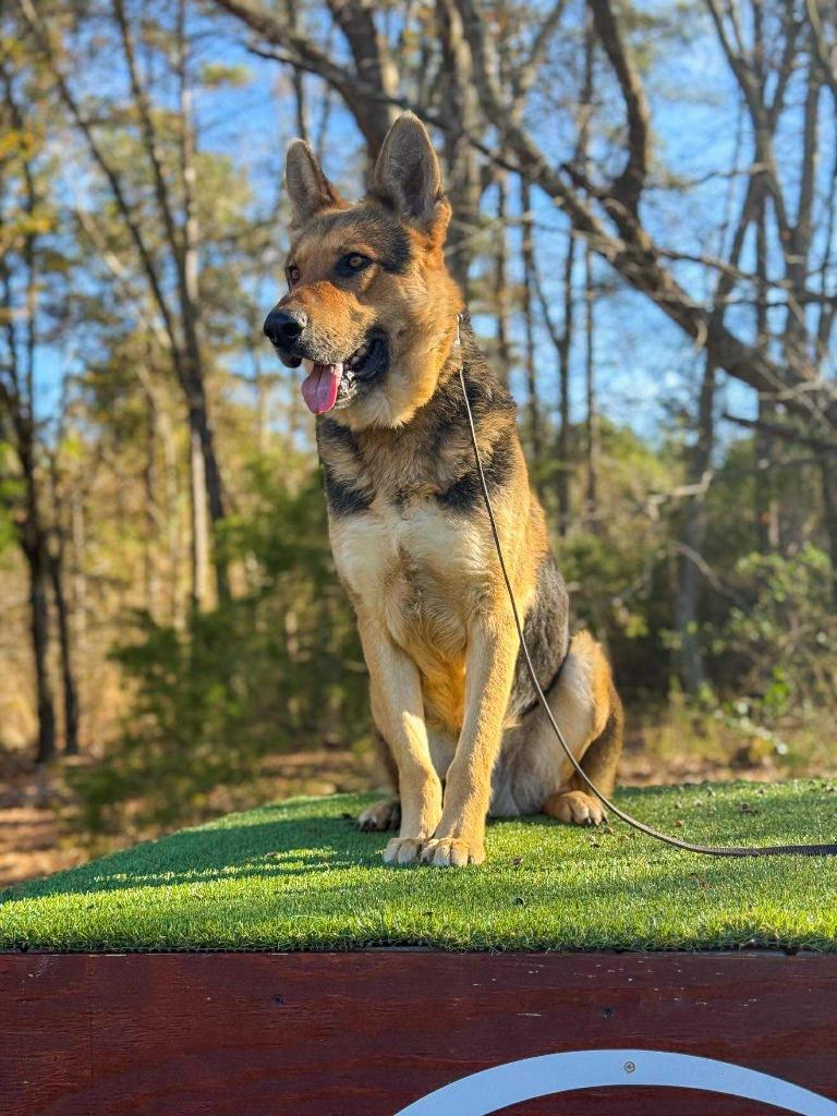 Enlarge Kakashi, a Adoptable German Shepherd Dog in Macon, GA image 5/6