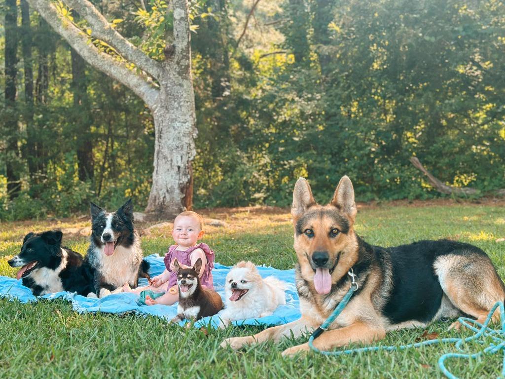 Enlarge Kakashi, a Adoptable German Shepherd Dog in Macon, GA image 6/6