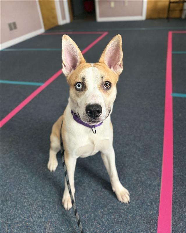 Enlarge Bluey, a Adoptable mixed breed in Gloversville, NY image 1/3