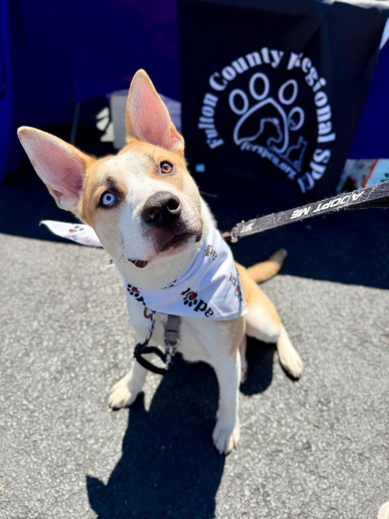 Enlarge Bluey, a Adoptable mixed breed in Gloversville, NY image 3/5