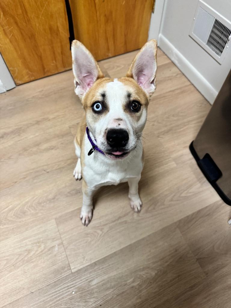 Enlarge Bluey, a Adoptable mixed breed in Gloversville, NY image 2/3