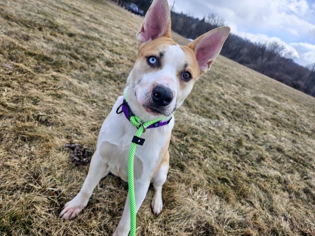 Enlarge Bluey, a Adoptable mixed breed in Gloversville, NY image 3/3