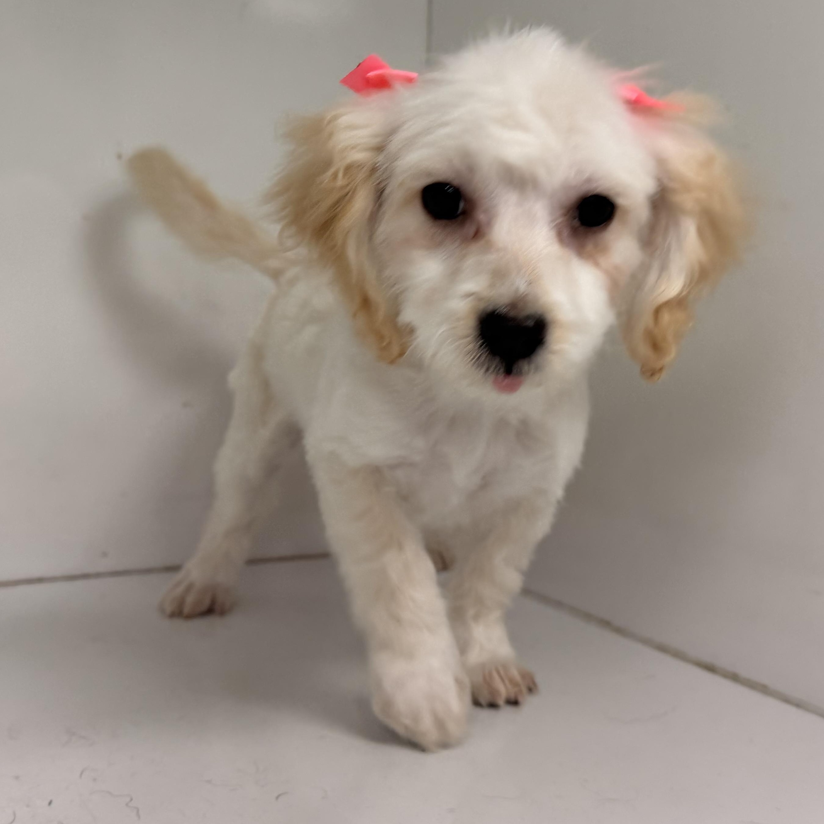 Enlarge Dixie, an adopted Maltipoo in ontario, CA image 2/5