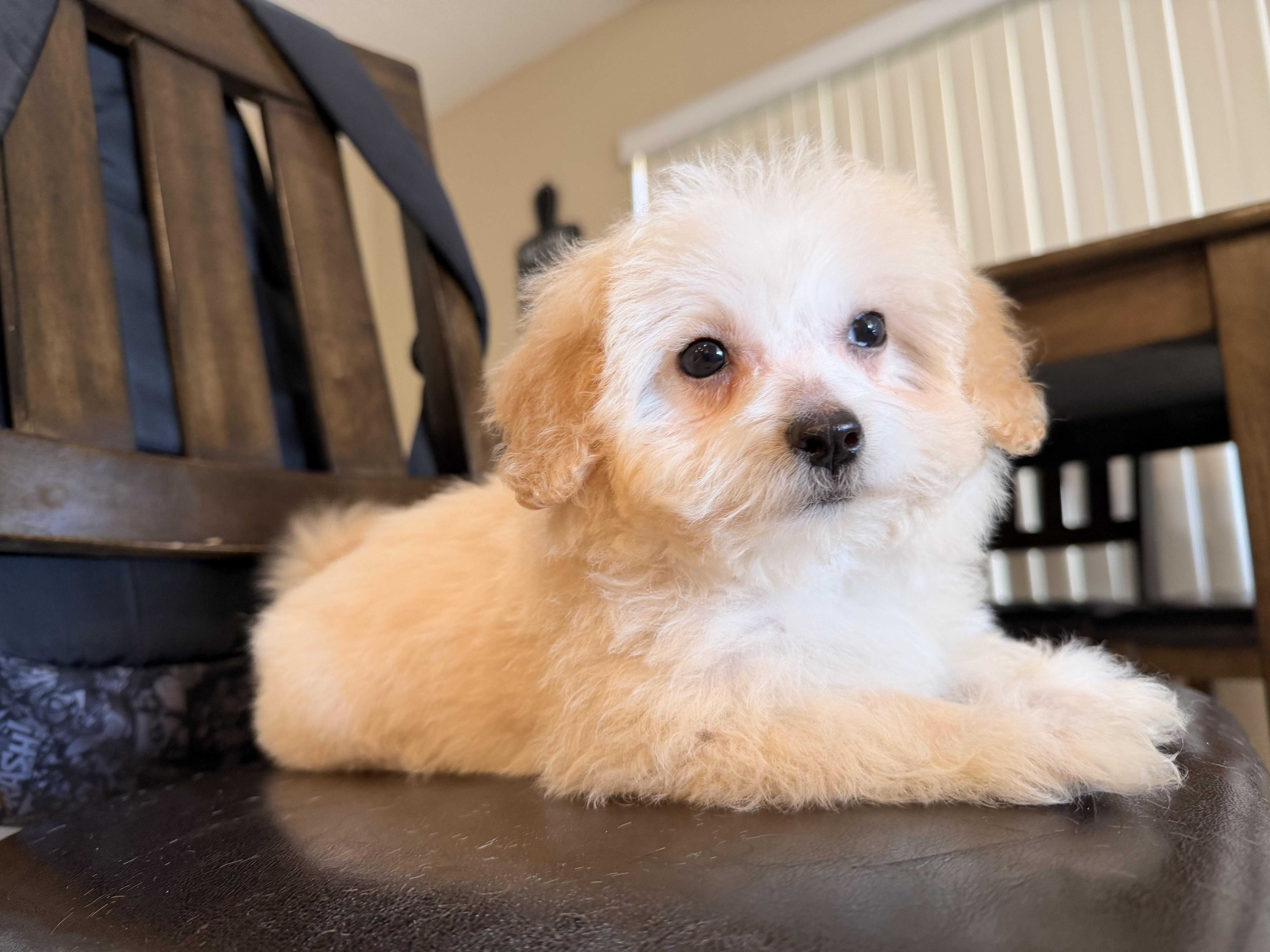 Dixie, a ADOPTABLE Maltipoo in ontario, CA image 2/5