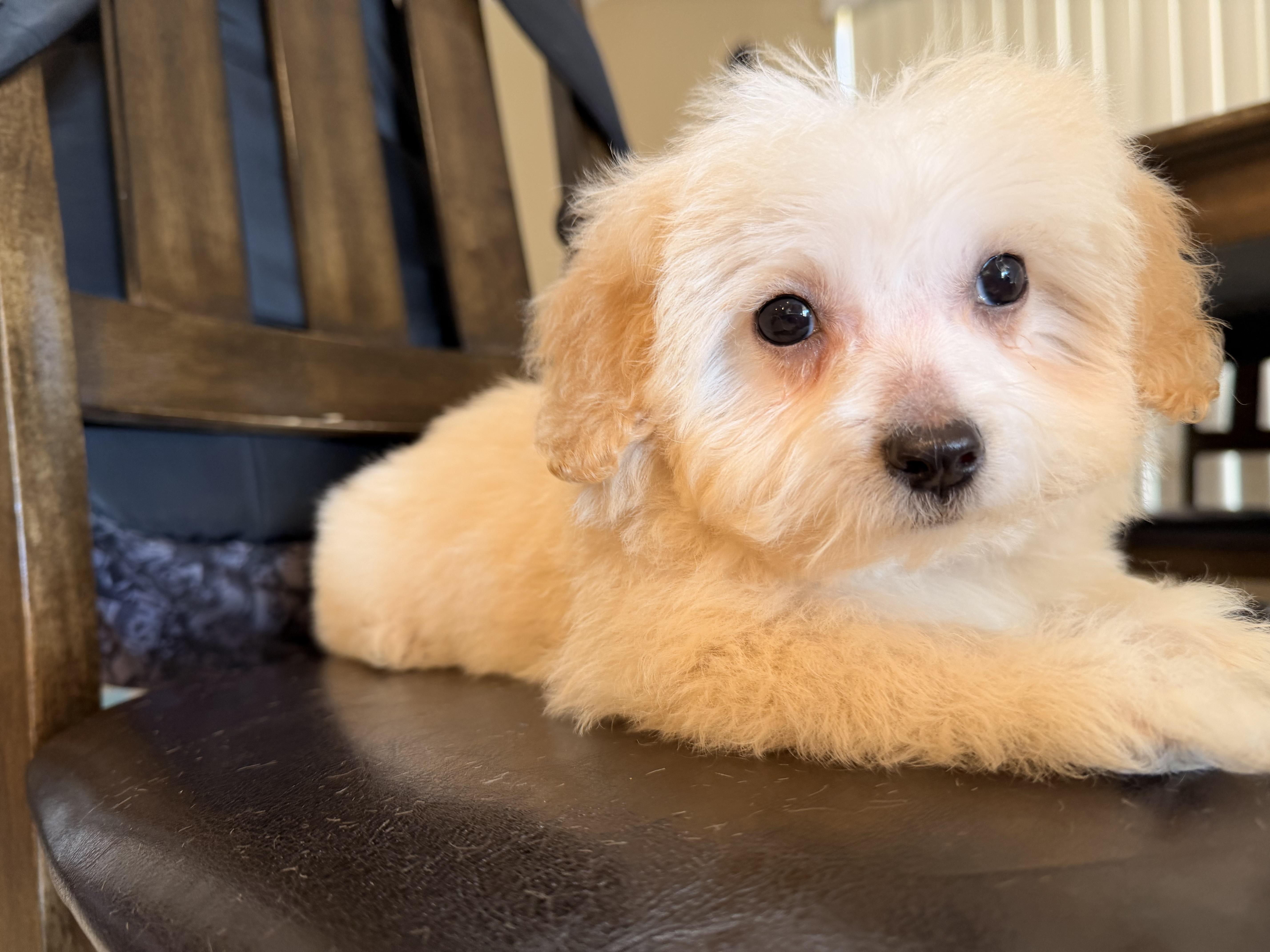 Dixie, a ADOPTABLE Maltipoo in ontario, CA image 3/5