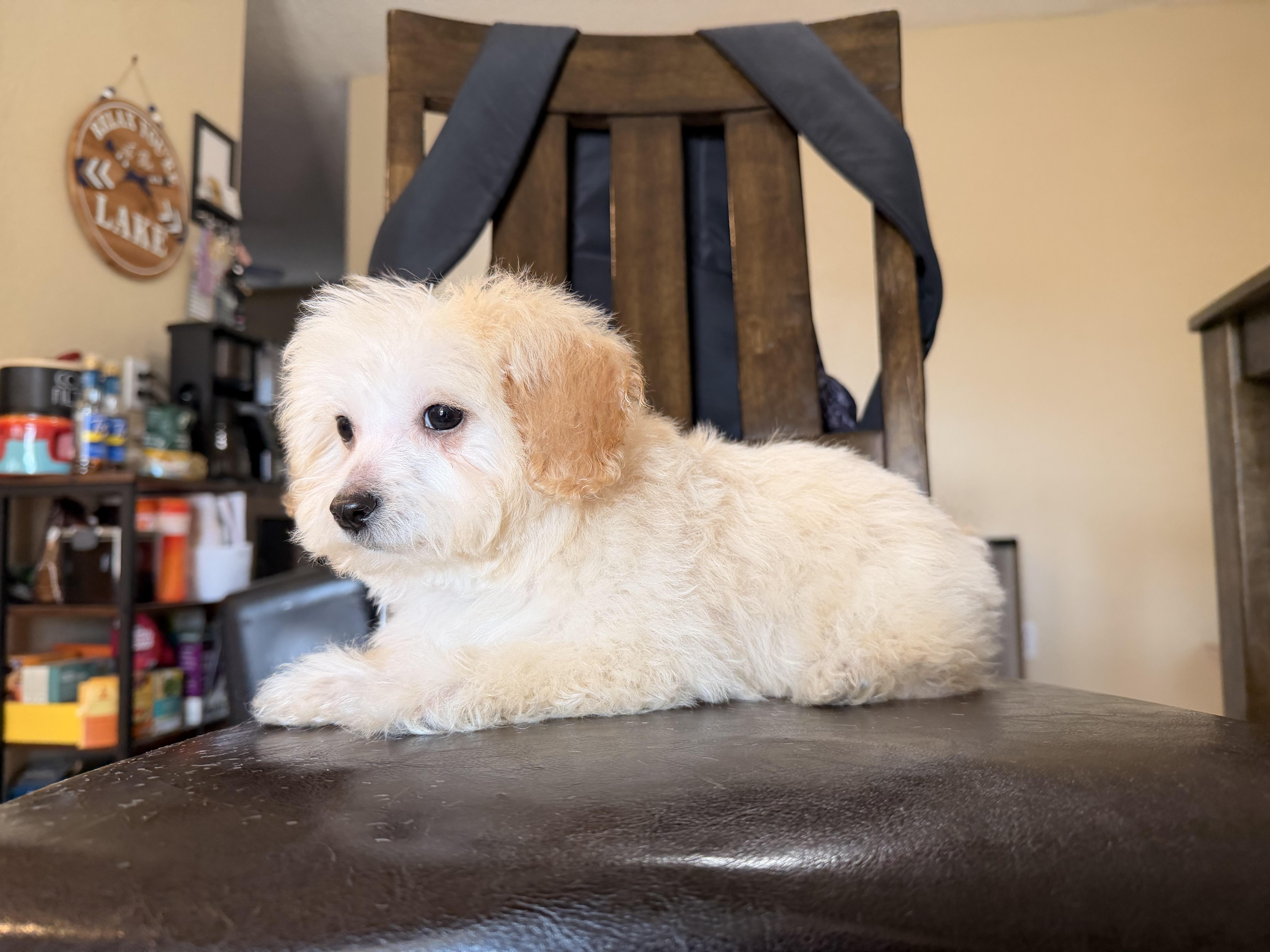 Dixie, a ADOPTABLE Maltipoo in ontario, CA image 4/5